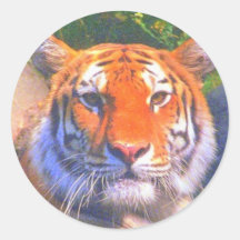 Siberian Tiger Stickers