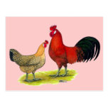 Sicilian Buttercup Chickens Postcard