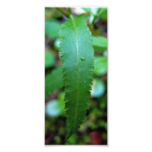Sickletop Lousewort Leaf Photo