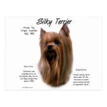Silky Terrier History Design Postcard