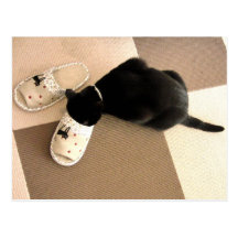 Silly kitty with its nose in a sandal postcard