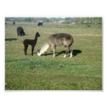 Silver Alpaca and Cria Art Photo