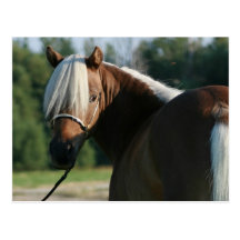 Silver Bay Miniature Horse Mare Postcards