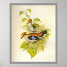 Silver-breasted Broadbill Poster
