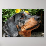 Silver Dapple Dachshund Buddy 3 Print