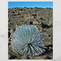 Silver Desert Plant Custom Flyer