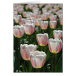 Silver pink tulips greeting card