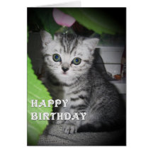 Silver spotted - Kitten Birthday Card