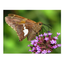 Silver Spotted Skipper Postcard