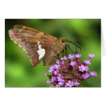 Silver Spotted Skipper Thank You Cards