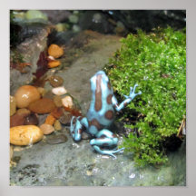 Silvery Blue Dart Frog Print