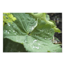 Simple and Green Photo Art
