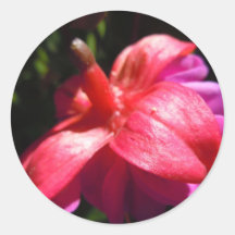 Simple fuschia stickers