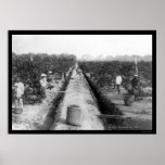 Singapore Coffee Plantation 1898 Print