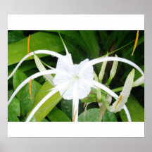 Singapore Lily Print