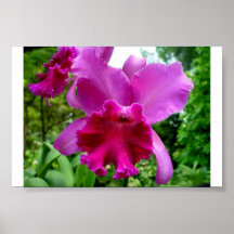 Singapore Orchid 2 Print