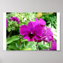 Singapore Orchid Posters