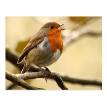 Singing Robin Postcards