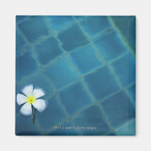 single frangipani flower floating in water fridge magnet