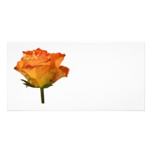 Single Orange Rose Photo Cards