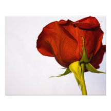 Single Red Rose Art Photo