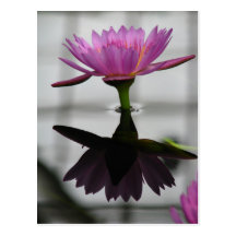 Single Water Lily Post Card