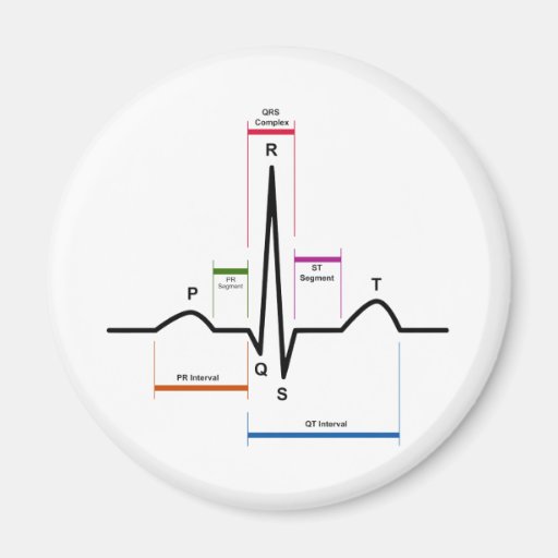 Sinus Rhythm in an Electrocardiogram ECG Diagram Fridge Magnet