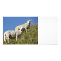 Sister Sheep Photocard Custom Photo Card