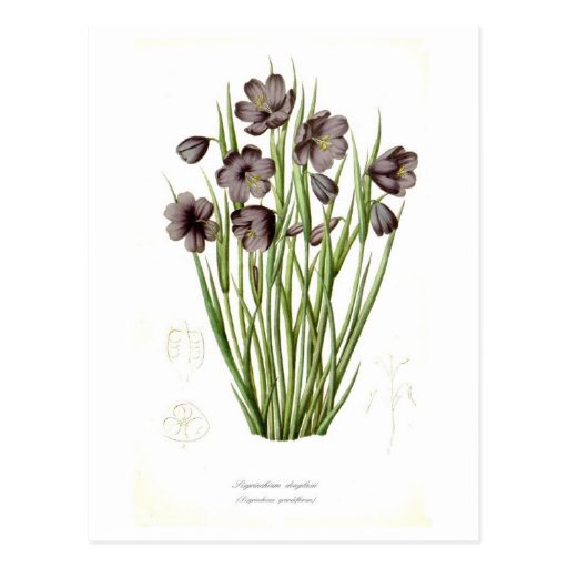 Sisyrinchium douglasii postcards