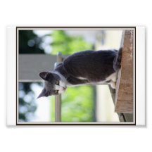 Sittin' pretty art photo
