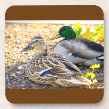 Sitting Ducks Coasters