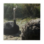 Sitting Ostrich Ceramic Tiles
