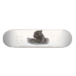 skateboards