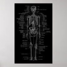 skeleton poster-chalkboard style