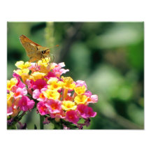 Skipper Butterfly Photo Enlargement