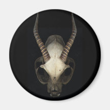 skull magnet