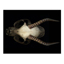 skull postcard