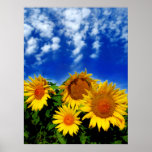 Sky and bloom, poster