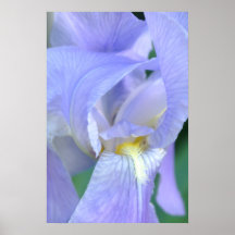 Sky Blue Iris, 2010. Photo by Derrick W. Black Poster