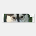 Sled Dog Bumper Sticker