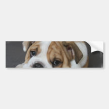 Sleeping Bulldog Bumper Sticker