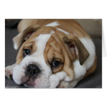 Sleeping Bulldog Greeting Card