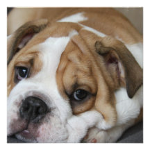 Sleeping Bulldog Invitations