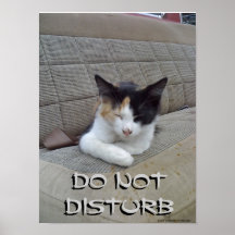 Sleeping Cat - Do Not Disturb Posters