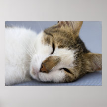 Sleeping cat poster