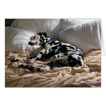 Sleeping Dalmatian Greeting Cards
