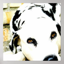 Sleeping Dalmatian Poster