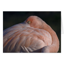 Sleeping Flamingo Card