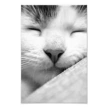 Sleeping kitten photograph