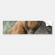 Sleeping Kodiak Bear  Bumper Sticker